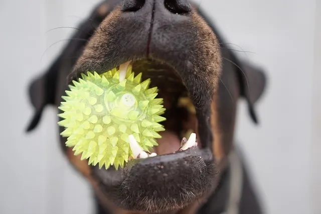 Härlig unge leker med grannens hund över staketet