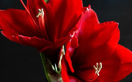 Så får du din snittade amaryllis att stå sig längre