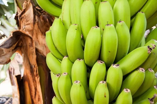 Få dina gröna bananer mogna på ett kick