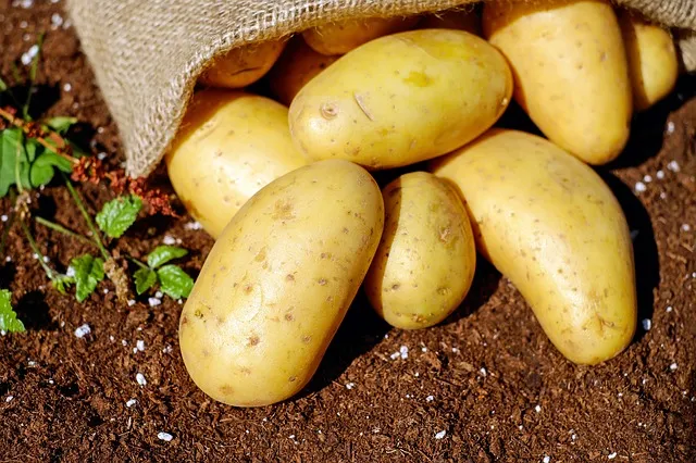 Stoppa en potatis i skon!