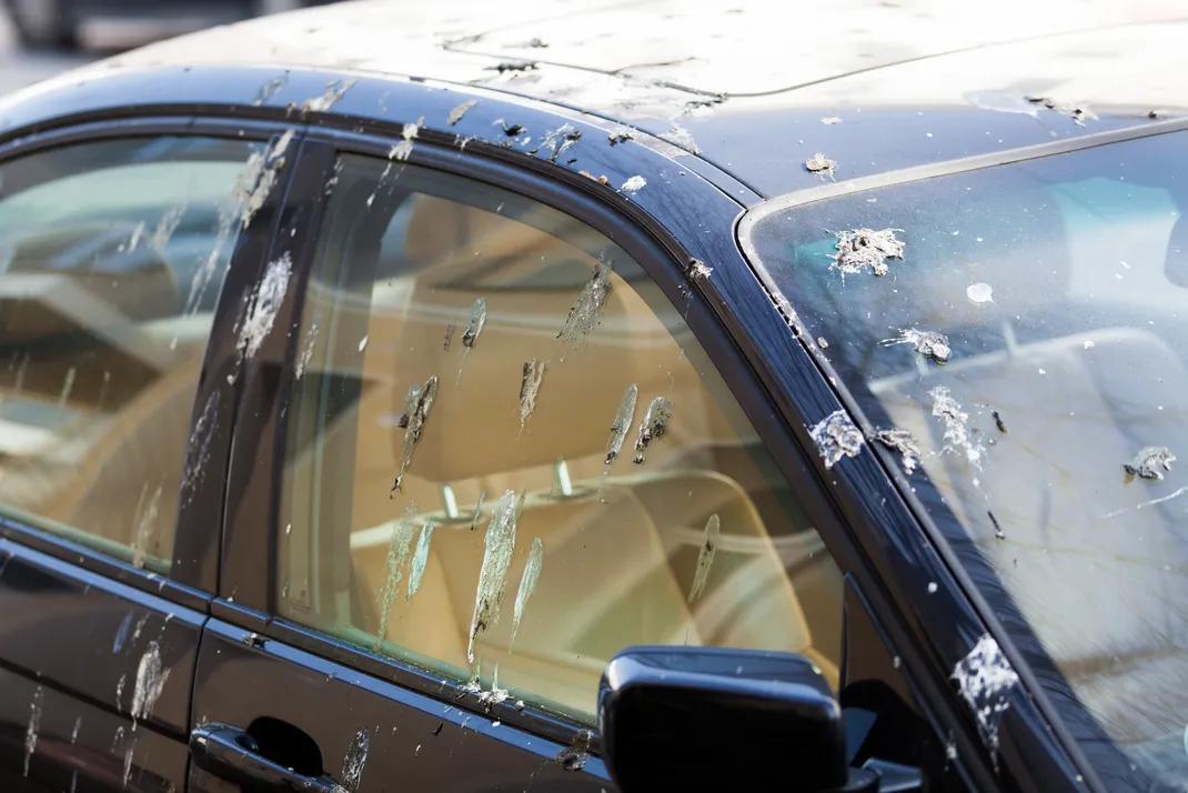 Ta bort fågelskit på bilen utan att repa lacken