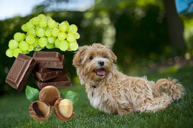 De här livsmedlen är farliga för din hund