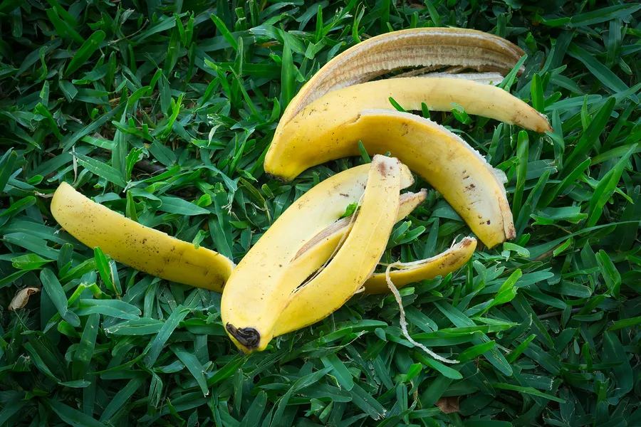Gör egen växtnäring med hjälp av bananskal