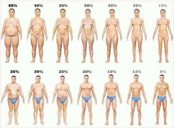 Strunta i BMI – räkna ut din fettprocent