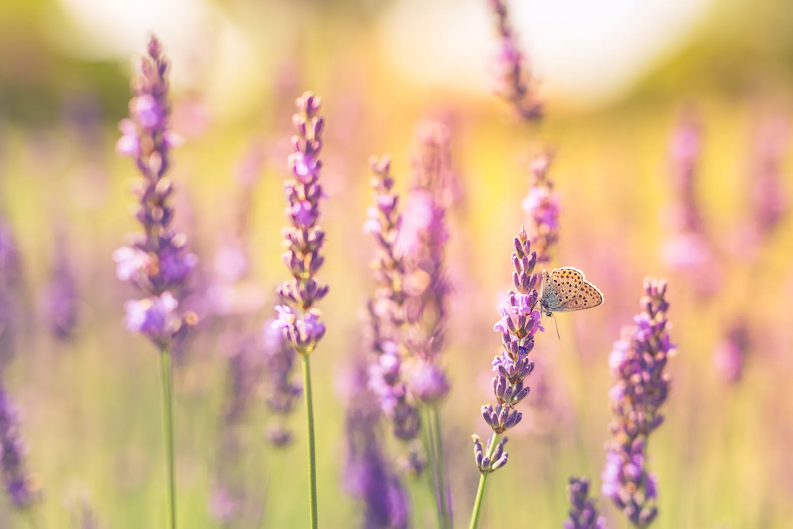 Den här växten håller insekterna borta