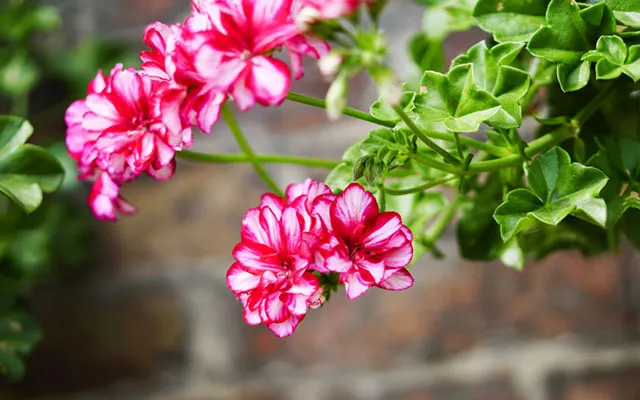 Plantera om pelargoner