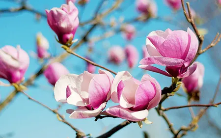 Så lyckas du med magnolian
