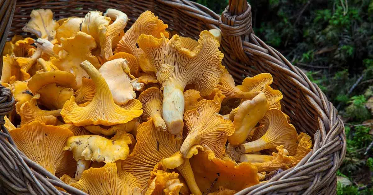 Så hittar du kantarellerna - de ultimata tipsen