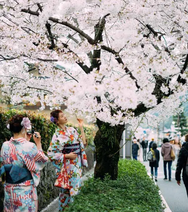 10 fakta om körsbärsblommor