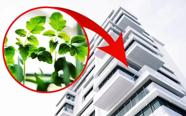 Odla smart på balkong och terrass