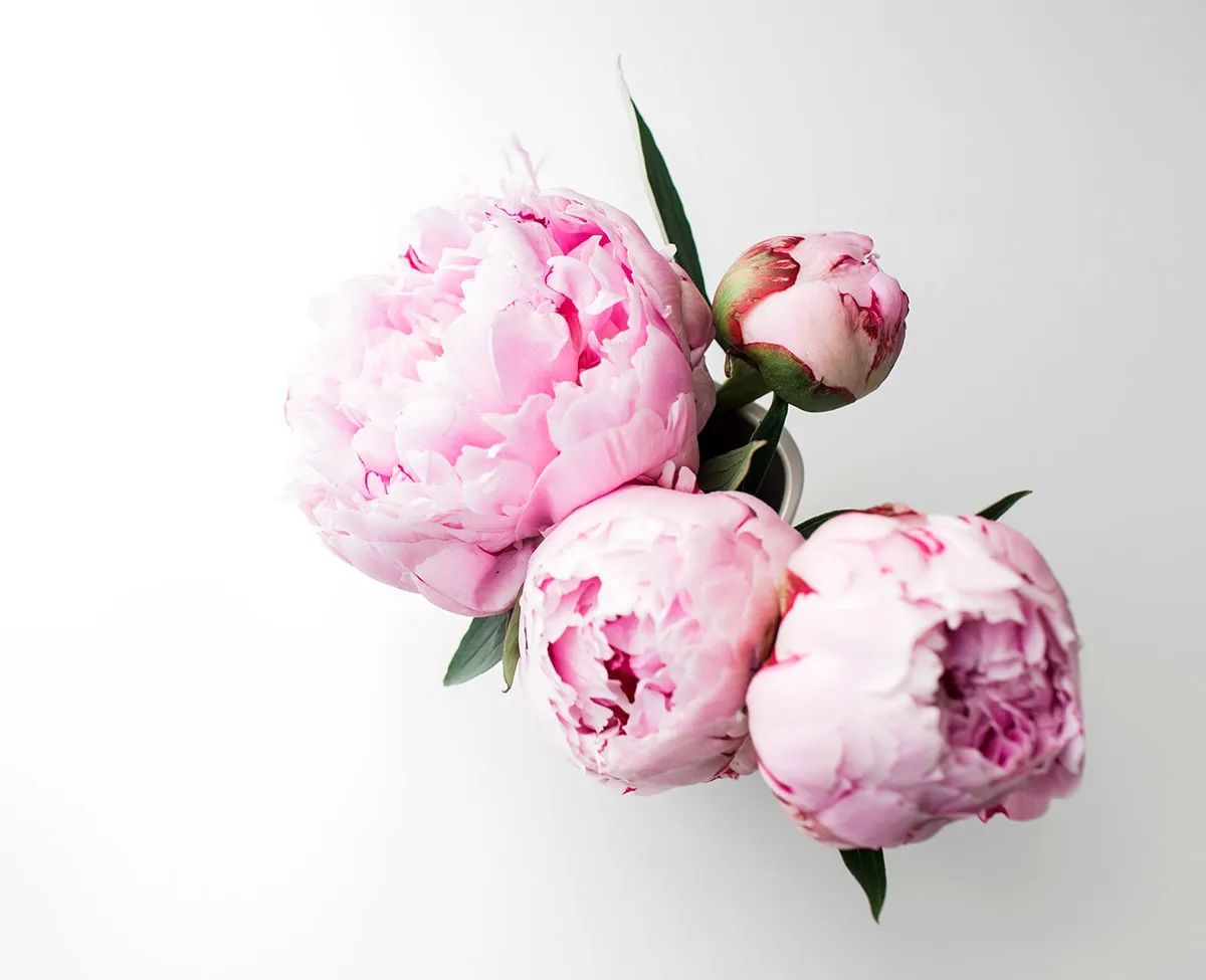 Så får du pionerna att blomma (och stå sig)